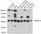 antibody, GTX65619, GeneTex, Western Blot image 