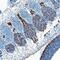 Glypican 2 antibody, AF2355, R&D Systems, Immunohistochemistry frozen image 