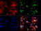 Myeloid Leukemia Factor 1 antibody, LS-C796792, Lifespan Biosciences, Immunofluorescence image 