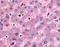 Dipeptidyl Peptidase 9 antibody, TA341165, Origene, Immunohistochemistry paraffin image 