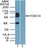 Forkhead Box O1 antibody, PA5-23132, Invitrogen Antibodies, Western Blot image 