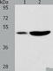 Perilipin 2 antibody, TA321279, Origene, Western Blot image 