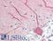 Histidine Decarboxylase antibody, LS-C166825, Lifespan Biosciences, Immunohistochemistry paraffin image 