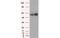 ATP Synthase F1 Subunit Beta antibody, MBS831621, MyBioSource, Western Blot image 