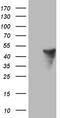 Amidohydrolase Domain Containing 1 antibody, TA809947S, Origene, Western Blot image 