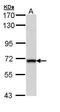 Delta-1-pyrroline-5-carboxylate dehydrogenase, mitochondrial antibody, PA5-29119, Invitrogen Antibodies, Western Blot image 