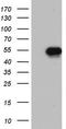 NK2 Homeobox 1 antibody, TA803245BM, Origene, Western Blot image 