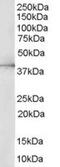 Mitogen-Activated Protein Kinase 1 antibody, MBS420619, MyBioSource, Western Blot image 