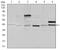 NCK Adaptor Protein 1 antibody, MA5-17132, Invitrogen Antibodies, Western Blot image 