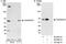 CDK5 Regulatory Subunit Associated Protein 3 antibody, A300-871A, Bethyl Labs, Immunoprecipitation image 