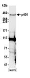E1A-binding protein p400 antibody, A300-541A, Bethyl Labs, Western Blot image 