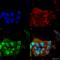 Ataxin 1 antibody, SMC-475D-PCP, StressMarq, Immunofluorescence image 