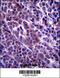 Armadillo Repeat Containing 9 antibody, 57-046, ProSci, Immunohistochemistry paraffin image 