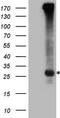 Exosome Component 1 antibody, LS-C798565, Lifespan Biosciences, Western Blot image 