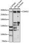 CUB And Sushi Multiple Domains 2 antibody, 15-438, ProSci, Western Blot image 