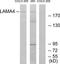 Laminin subunit alpha-4 antibody, TA314145, Origene, Western Blot image 