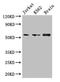 KIAA0513 antibody, LS-C395974, Lifespan Biosciences, Western Blot image 