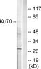 X-Ray Repair Cross Complementing 6 antibody, LS-C118508, Lifespan Biosciences, Western Blot image 