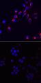 C-C Motif Chemokine Ligand 3 antibody, MAB4501, R&D Systems, Immunofluorescence image 