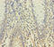 Yippee Like 1 antibody, A50596-100, Epigentek, Immunohistochemistry paraffin image 