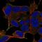 Leucine Rich Repeat Containing 24 antibody, NBP2-58762, Novus Biologicals, Immunocytochemistry image 