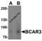 BCAR3 Adaptor Protein, NSP Family Member antibody, 6999, ProSci Inc, Western Blot image 