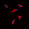 Cadherin 22 antibody, LS-C368572, Lifespan Biosciences, Immunofluorescence image 