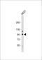 WEE1 G2 Checkpoint Kinase antibody, 63-399, ProSci, Western Blot image 