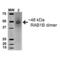 RAB1B, Member RAS Oncogene Family antibody, SPC-684D-A390, StressMarq, Western Blot image 
