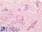 Calnexin antibody, LS-B4403, Lifespan Biosciences, Immunohistochemistry paraffin image 