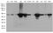 DExD-Box Helicase 39B antibody, M03490-2, Boster Biological Technology, Western Blot image 