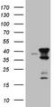 Cytokine Induced Apoptosis Inhibitor 1 antibody, TA808782, Origene, Western Blot image 