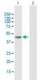Deoxyhypusine synthase antibody, H00001725-B02P, Novus Biologicals, Western Blot image 