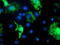 Docking Protein 7 antibody, LS-C337746, Lifespan Biosciences, Immunofluorescence image 