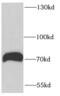 RUN And FYVE Domain Containing 1 antibody, FNab07528, FineTest, Western Blot image 