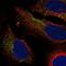 Killer Cell Lectin Like Receptor G1 antibody, HPA076494, Atlas Antibodies, Immunofluorescence image 