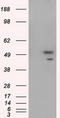 ShcA antibody, LS-C115115, Lifespan Biosciences, Western Blot image 