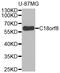 Regulator Of MON1-CCZ1 antibody, LS-C332563, Lifespan Biosciences, Western Blot image 
