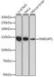 RAB GTPase Activating Protein 1 antibody, A15804, ABclonal Technology, Western Blot image 