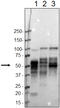 Tau, 189-195 antibody, 814302, BioLegend, Western Blot image 