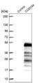 Coiled-Coil Domain Containing 84 antibody, PA5-58976, Invitrogen Antibodies, Western Blot image 