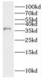 PNMA Family Member 1 antibody, FNab06585, FineTest, Western Blot image 