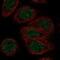 Zinc Finger Protein 653 antibody, NBP2-48567, Novus Biologicals, Immunofluorescence image 