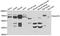 Polypeptide N-Acetylgalactosaminyltransferase 2 antibody, PA5-77062, Invitrogen Antibodies, Western Blot image 