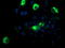 Carboxypeptidase A1 antibody, TA504523, Origene, Immunofluorescence image 