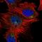 Kruppel Like Factor 7 antibody, NBP1-80638, Novus Biologicals, Immunocytochemistry image 
