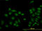 Lysine Demethylase 5B antibody, LS-C133659, Lifespan Biosciences, Immunofluorescence image 