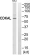 CDK5 Regulatory Subunit Associated Protein 1 Like 1 antibody, abx013939, Abbexa, Western Blot image 