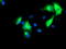 Kga antibody, TA504152, Origene, Immunofluorescence image 