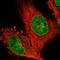 NHS Like 1 antibody, HPA029967, Atlas Antibodies, Immunofluorescence image 